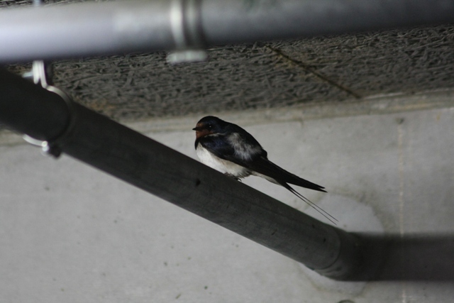 20100313 458.jpg