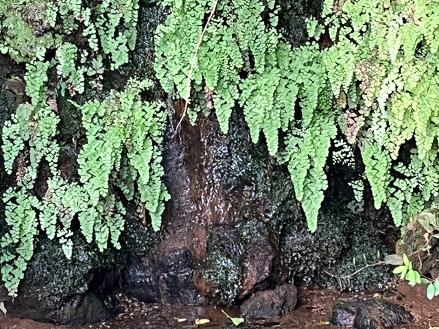 IMG_5614.jpeg